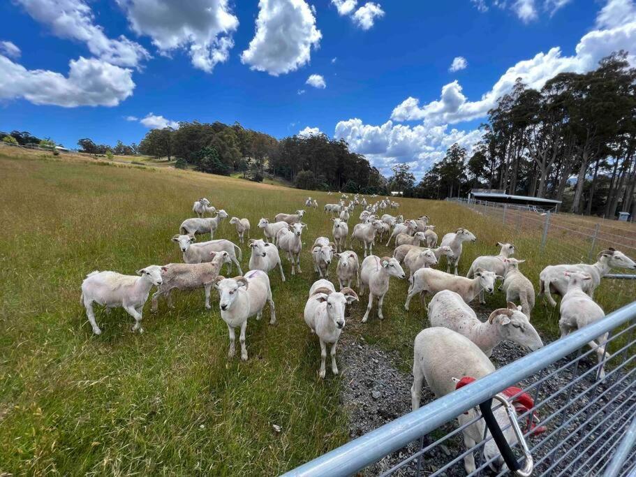 Apartamento Amaroo With A View Set On A 50 Acre Hobby Farm Collinsvale Exterior foto