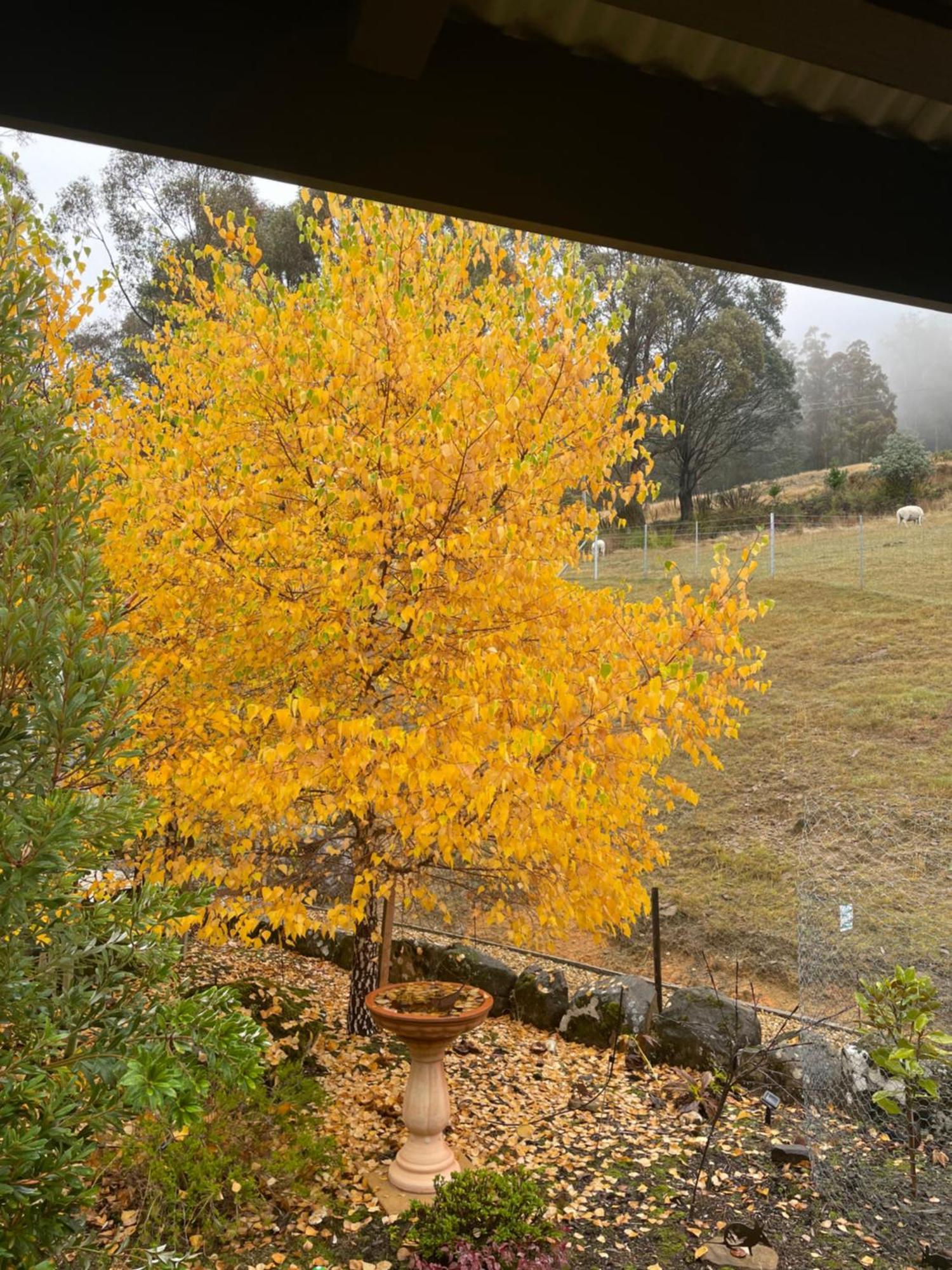 Apartamento Amaroo With A View Set On A 50 Acre Hobby Farm Collinsvale Exterior foto